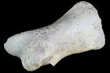 Unidentified Dinosaur Toe Bone - Hell Creek Formation #88750-3